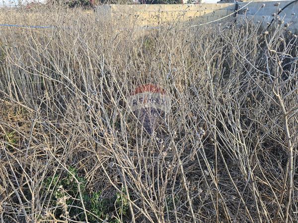 Agriculture Land — RE/MAX Malta